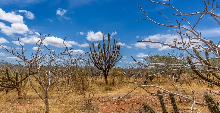 Caatinga Resiste: começa hoje operação nacional contra desmatamento no semiárido