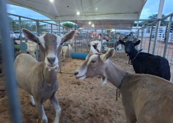 Com apoio do Governo da Paraíba, Expo Sumé abre a temporada de eventos do agro no Cariri