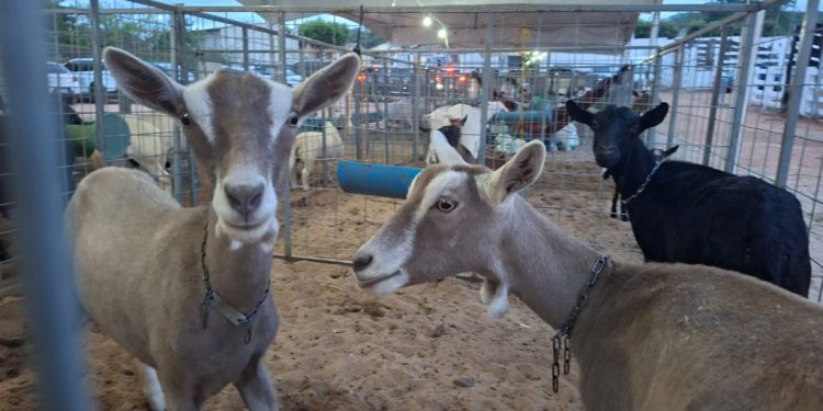 Com apoio do Governo da Paraíba, Expo Sumé abre a temporada de eventos do agro no Cariri