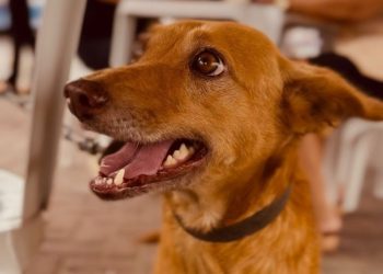Dia D de cuidados para animais idosos realiza mais de 1.200 procedimentos em Campina Grande