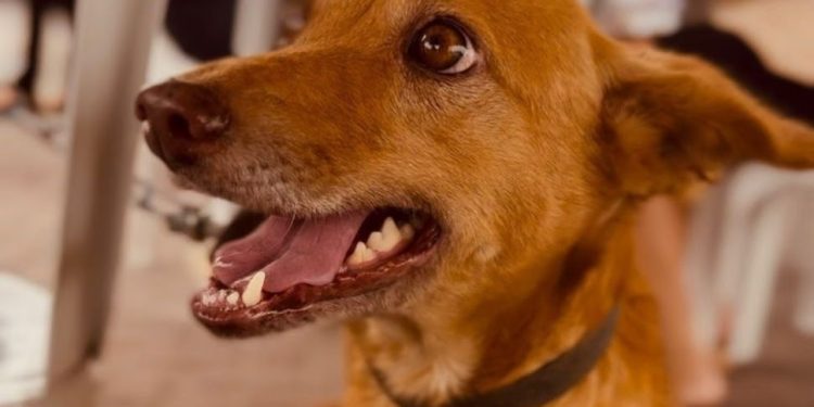 Dia D de cuidados para animais idosos realiza mais de 1.200 procedimentos em Campina Grande