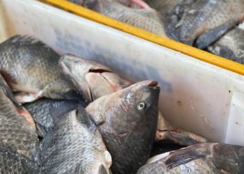 Prefeitura de Boa Vista inicia distribuição de peixes da Semana Santa; confira cronograma