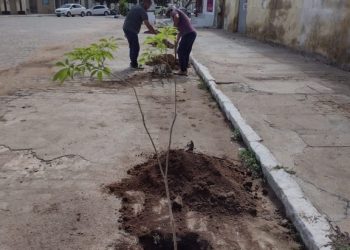 Revitalização com plantas nativas transforma área próxima à Praça da Saudade em Monteiro