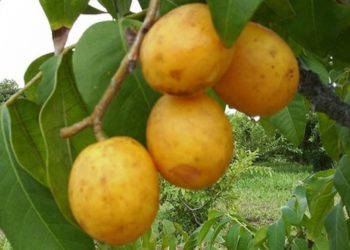 Empaer participa de Simpósio Regional sobre a Cultura do Umbu-cajá