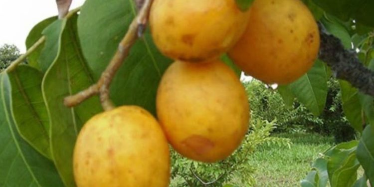 Empaer participa de Simpósio Regional sobre a Cultura do Umbu-cajá