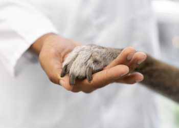 Paraíba Pet amplia ações e promove mais de 400 castrações em seis municípios paraibanos em quatro dias