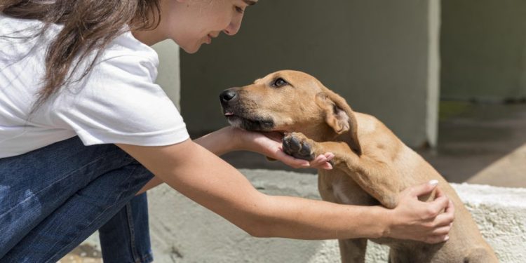 Secretaria Executiva da Proteção Animal lança edital e institui programa estadual de apoio a protetores e ONGs na Paraíba