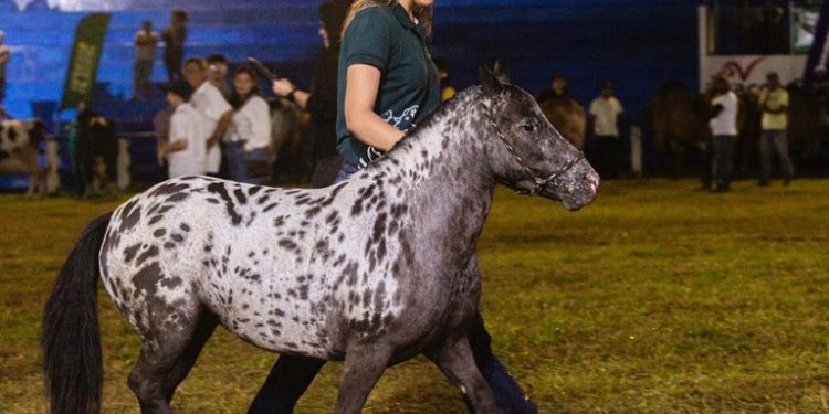 Lucas Ribeiro abre 56ª Expapi neste domingo no Parque de Exposição de Campina Grande