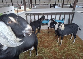 56ª Expapi reúne mais de 1,2 mil animais e implementos agropecuários em Campina Grande