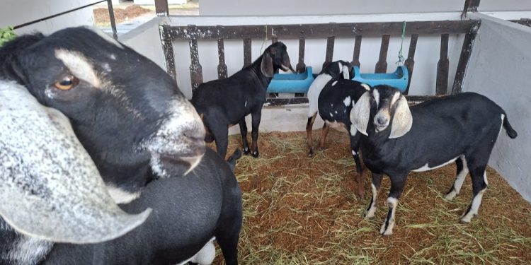 56ª Expapi reúne mais de 1,2 mil animais e implementos agropecuários em Campina Grande