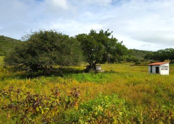 O que desertificação, mudanças climáticas e energia renovável têm a ver com a Caatinga e a vida no semiárido?