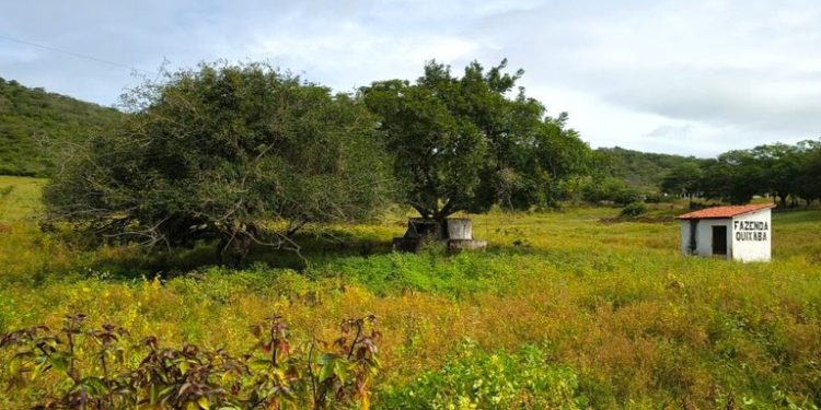 O que desertificação, mudanças climáticas e energia renovável têm a ver com a Caatinga e a vida no semiárido? O que desertificação, mudanças climáticas e energia renovável têm a ver com a Caatinga e a vida no semiárido?