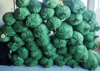POLÍCIA MILITAR APREENDE APROXIMADAMENTE 200 KG DE DROGAS E PRENDE SUSPEITO EM SUMÉ