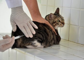 Prefeitura de Campina Grande reforça importância da imunização anual de cães e gatos com mais um Dia D de Vacinação Antirrábica neste sábado