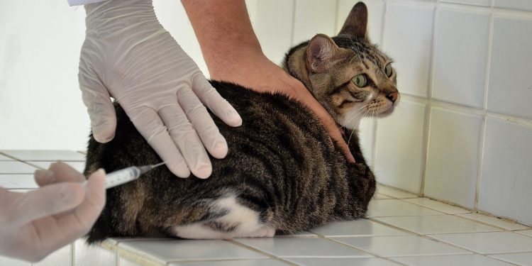Prefeitura de Campina Grande reforça importância da imunização anual de cães e gatos com mais um Dia D de Vacinação Antirrábica neste sábado