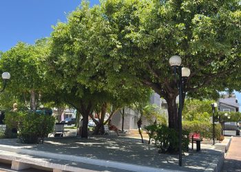 Prefeitura de Monteiro intensifica programa de arborização