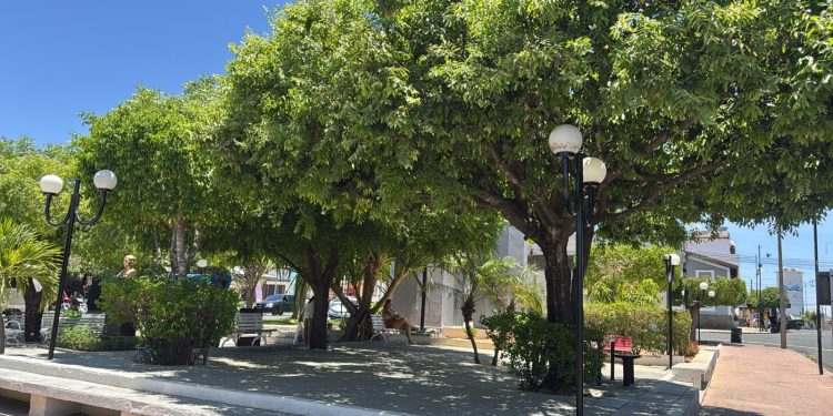 Prefeitura de Monteiro intensifica programa de arborização